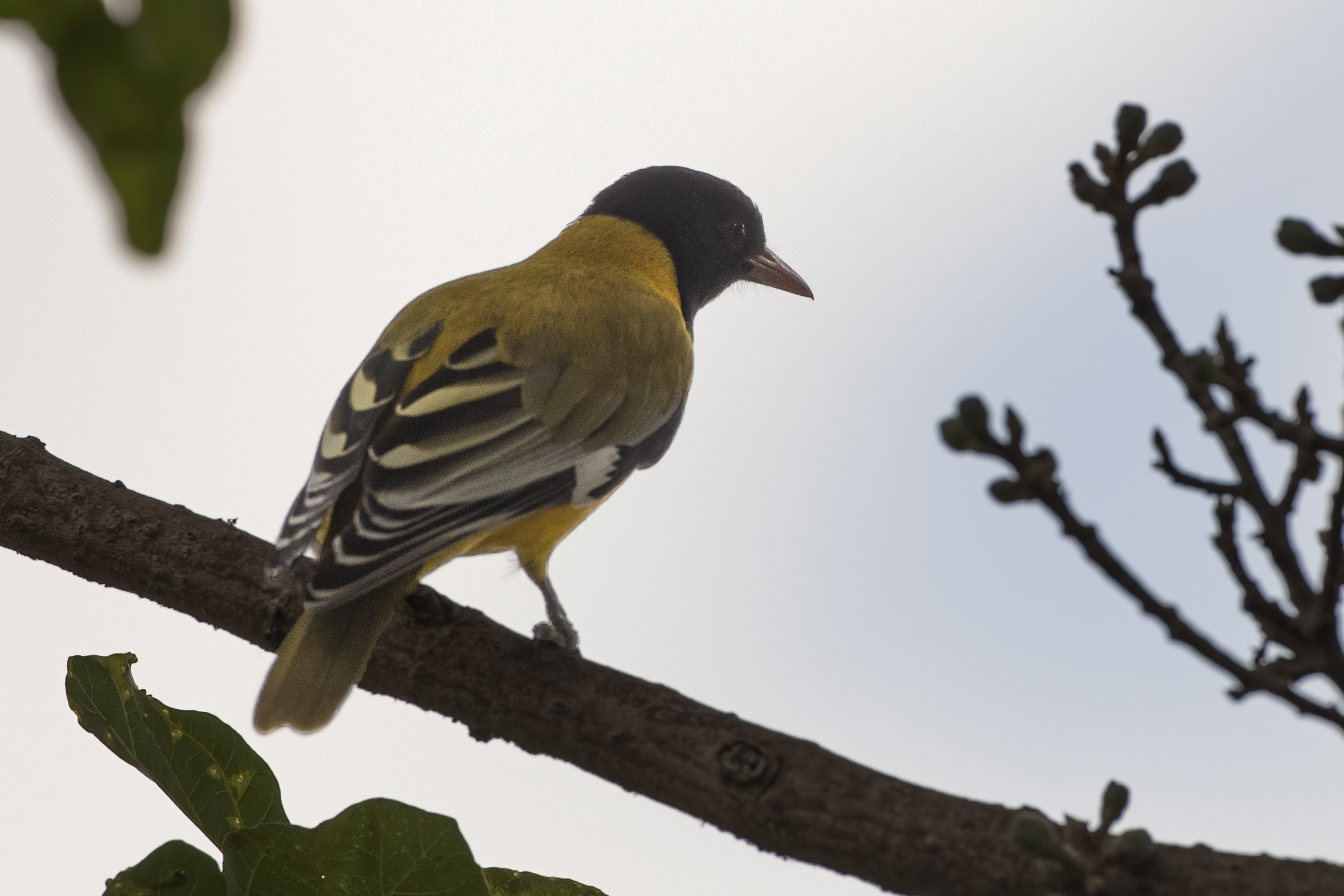 African Black-headed Oriole — Ana fotoğraf